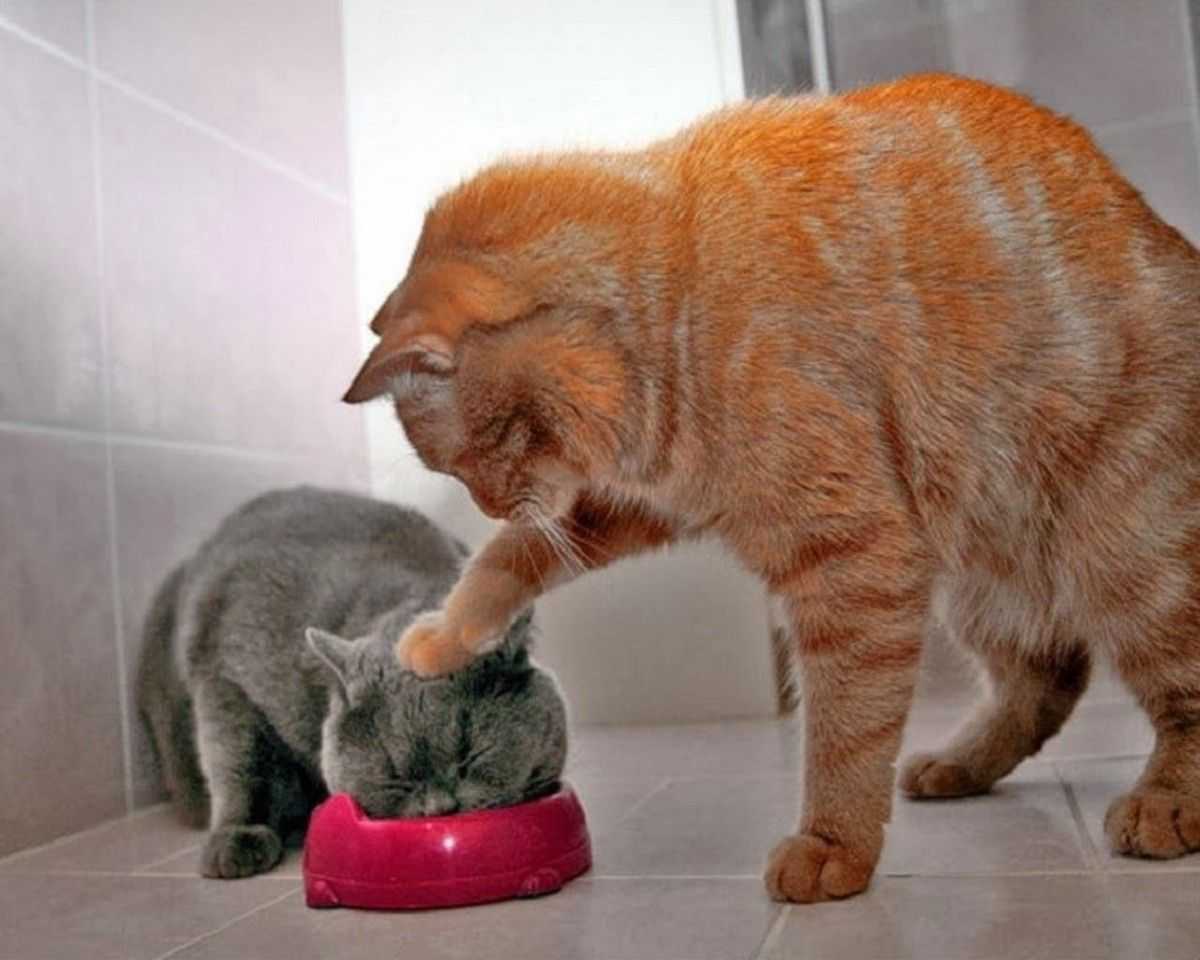 7 b. funny animals! с. 60 – 61