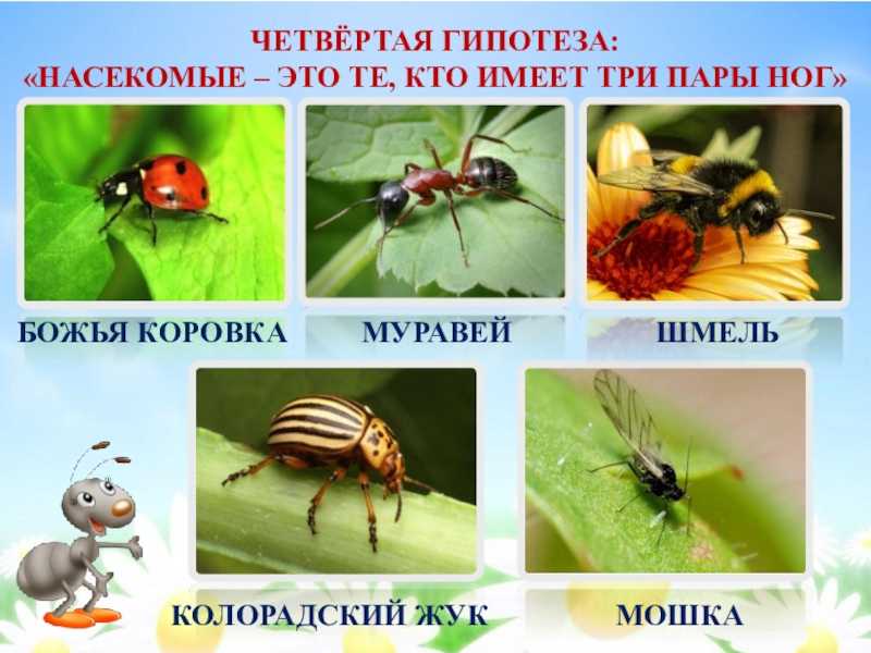 Гдз к учебнику по окружающему миру плешаков 1 класс за 1-2 часть
