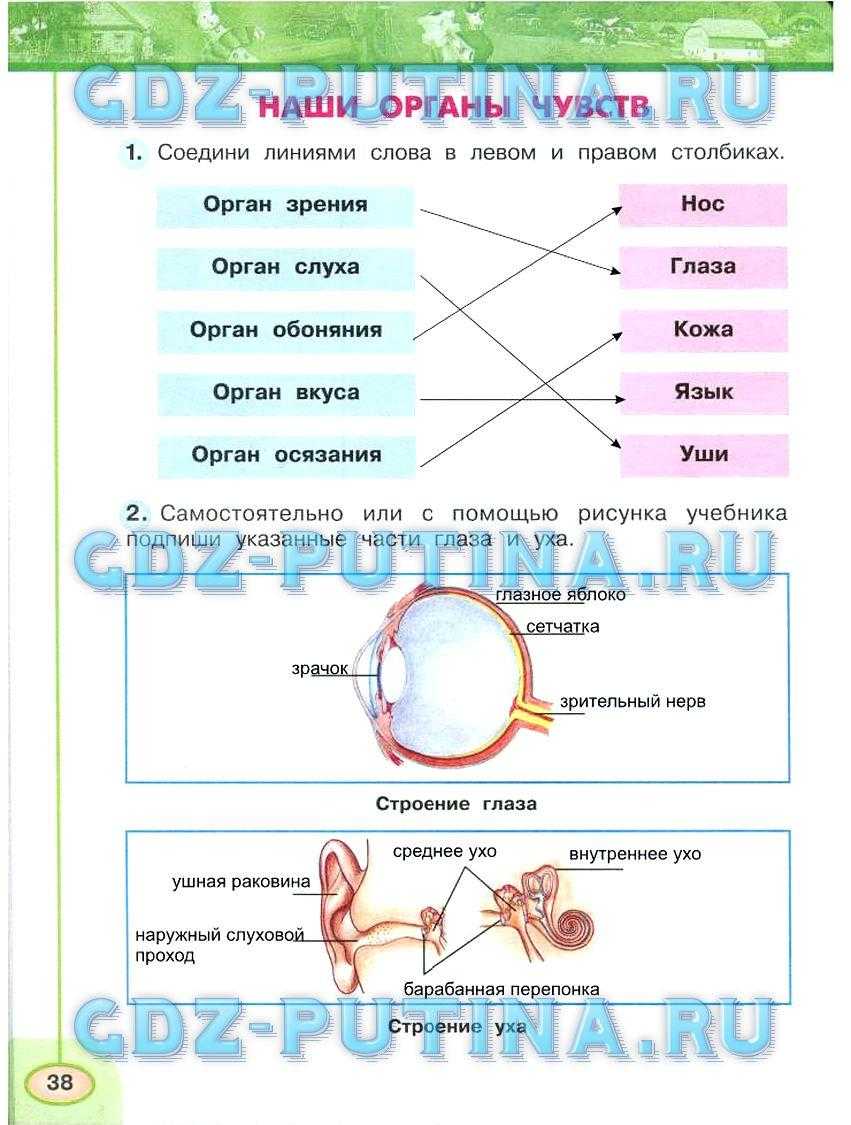 Перспектива окружающий мир 1 класс гдз 2 часть – гдз «окружающий мир 1 класс». рабочая тетрадь вторая часть. плешаков, новицкая. ответы на задания, решебник