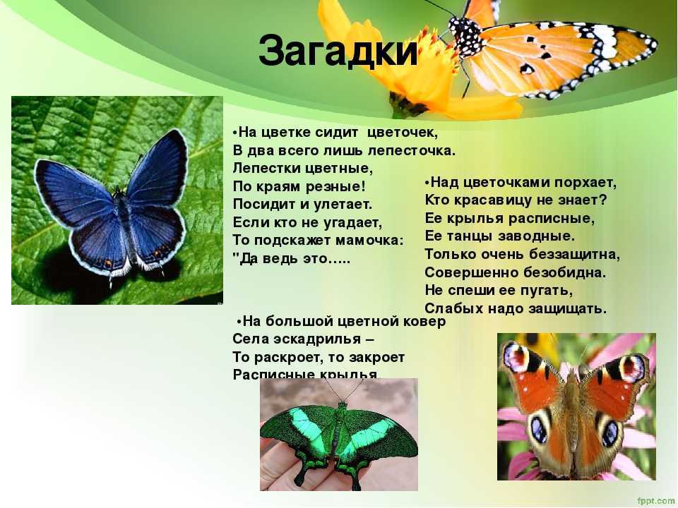 Загадки про бабочку для детей