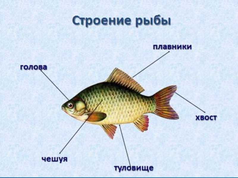 Страница 34-35 гдз по окружающему миру 1 класс плешаков, учебник 1 часть 2023