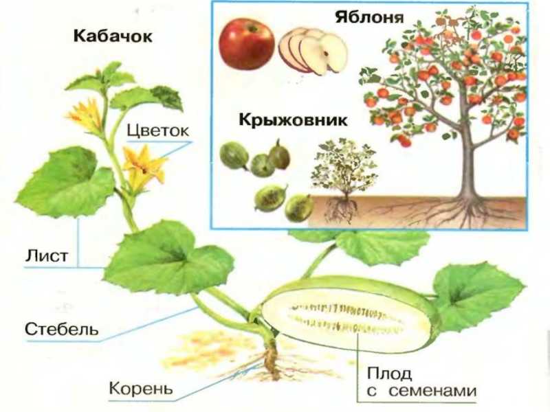 Урок 10: что общего у растений? - 100urokov.ru