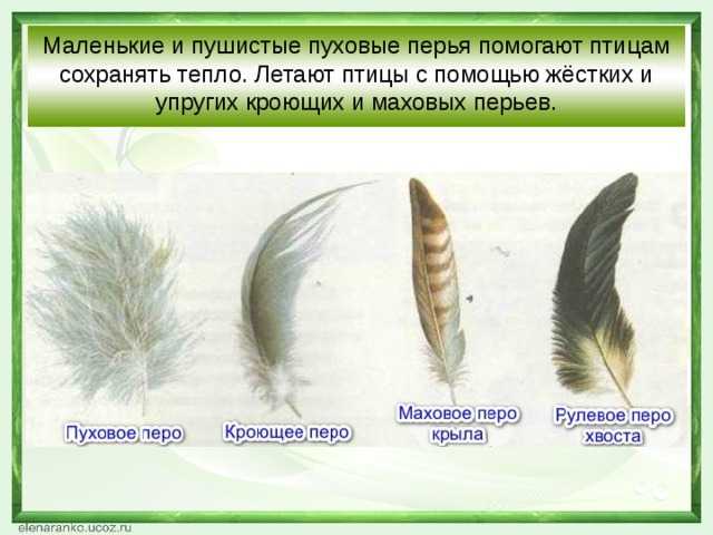 Гдз по окружающему миру 1 класс учебник плешаков 1 часть ответы стр 35 | 1klass.2ea.ru