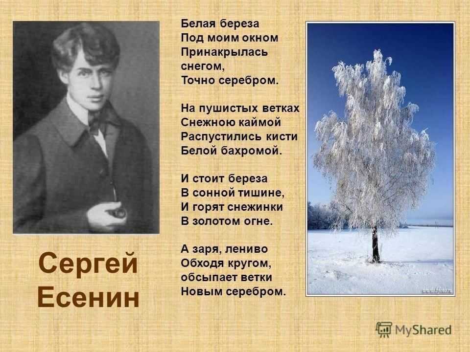 Понемногу: ответы на вопросы учебника к стихотворению с. есенина "берёза" для 2 класса