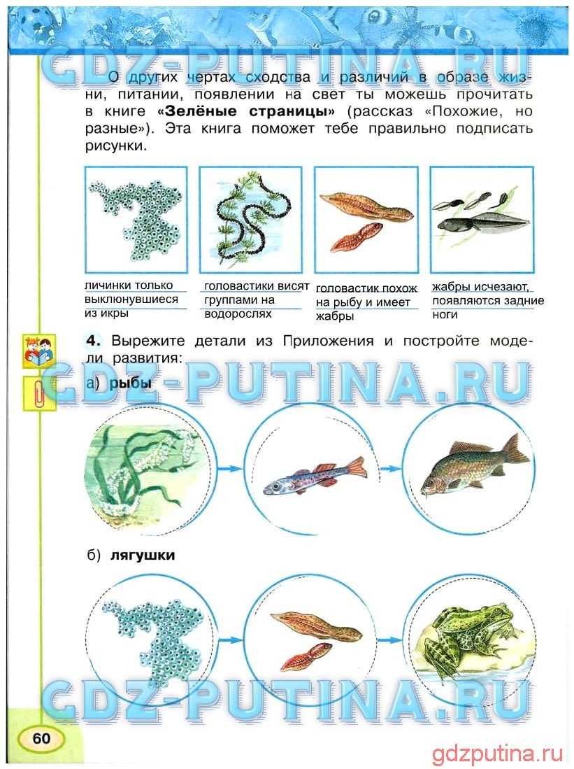 Конспект урока по окружающему миру 
для 1 класса умк «школа россии». 
тема: «кто такие рыбы?» | начальная школа  | учительский журнал