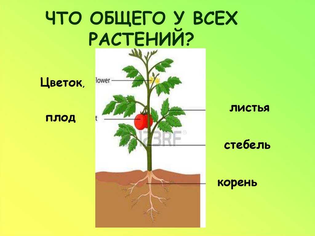 Гдз к учебнику по окружающему миру плешаков 1 класс за 1-2 часть