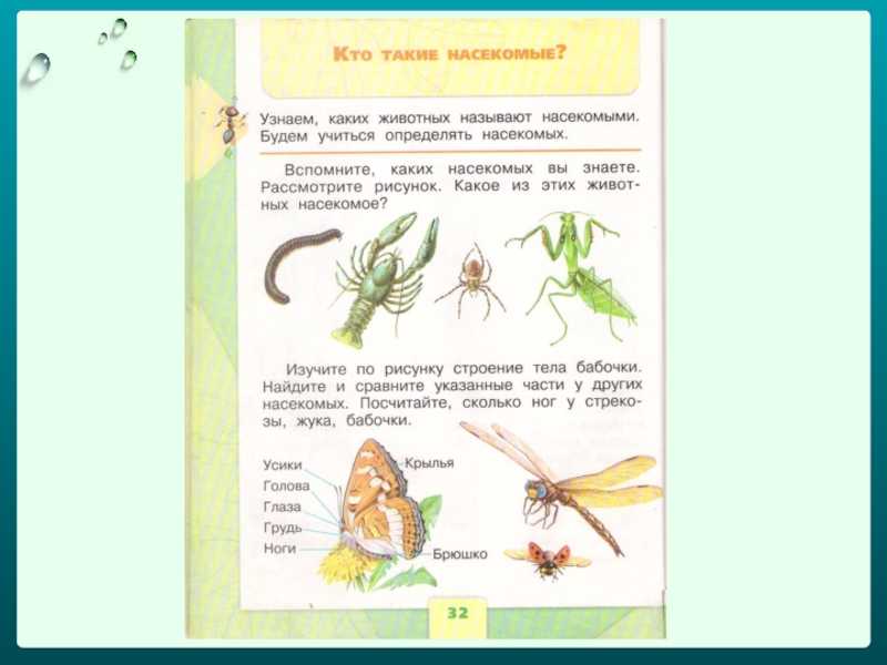 Страница 32-33 гдз по окружающему миру 1 класс плешаков, учебник 1 часть 2023