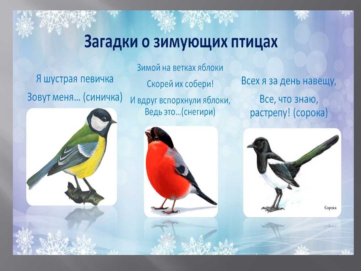 Окружающий мир 1 класс. где зимуют птицы?
