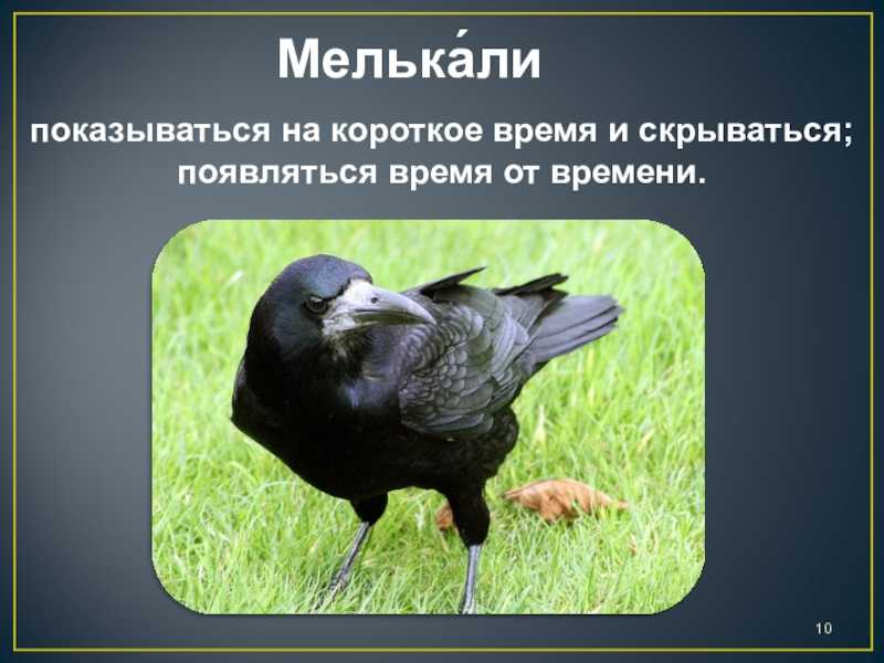 Конспект урока литературного чтения «школа россии», 2 класс. фет «ласточки пропали...»