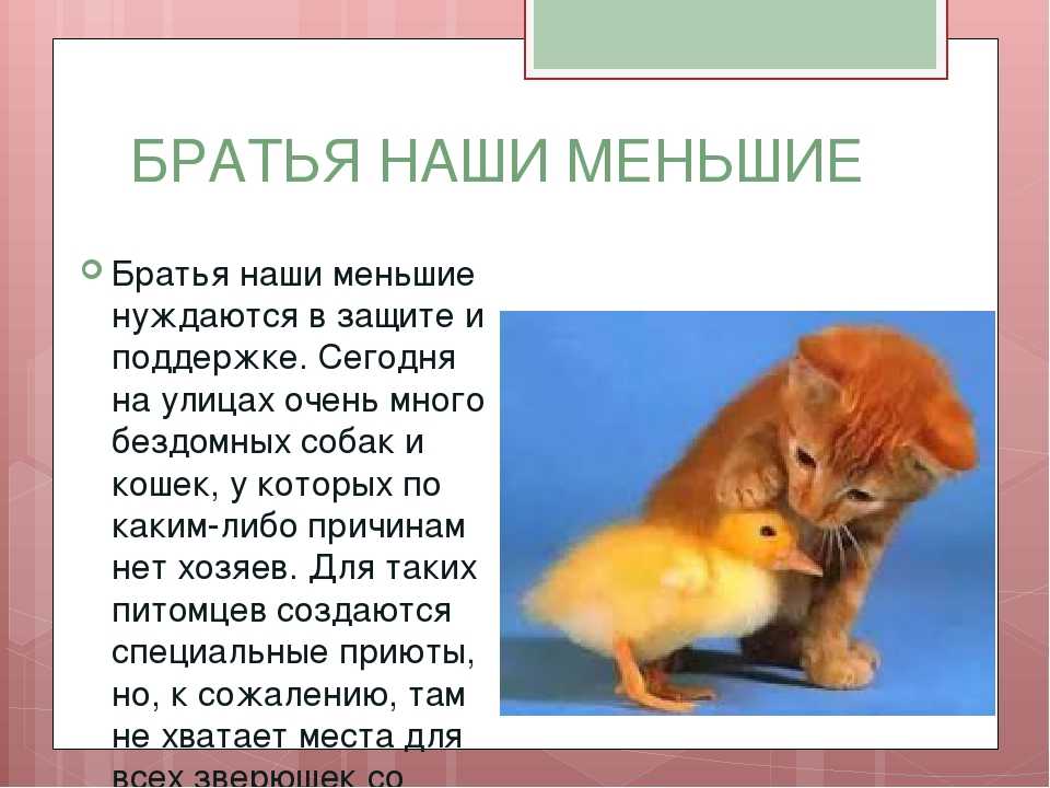 Запиши чему ты еще научился литературное чтение. формирование регулятивных ууд на уроках литературного чтения презентация к уроку по чтению на тему. развитие речевых умений
