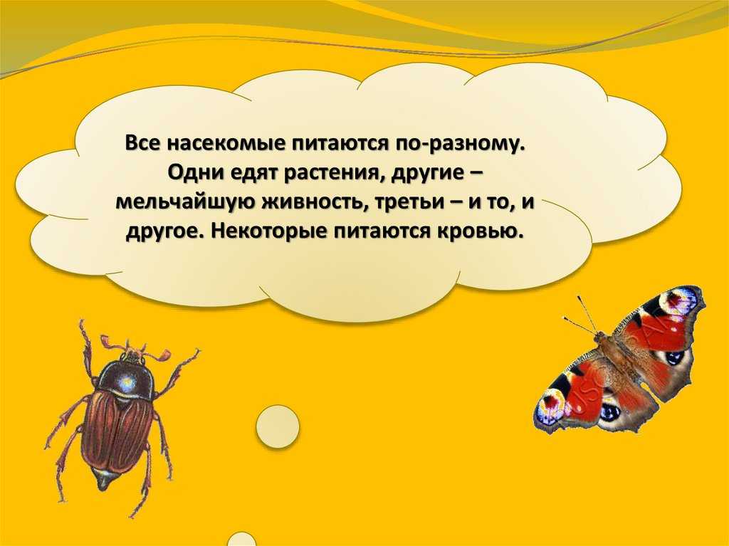 Признаки насекомых