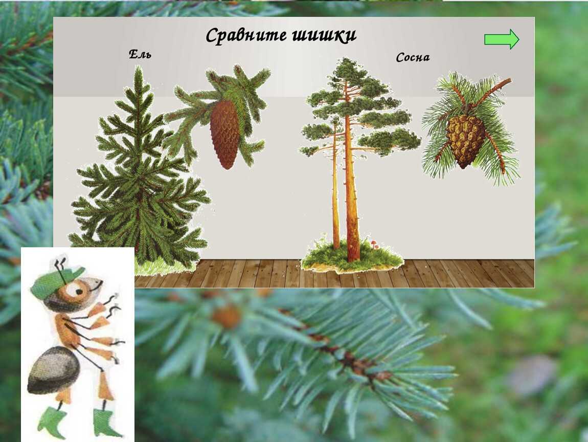 Гдз решебник по окружающему миру 1 класс   плешаков, новицкая  рабочая тетрадь просвещение