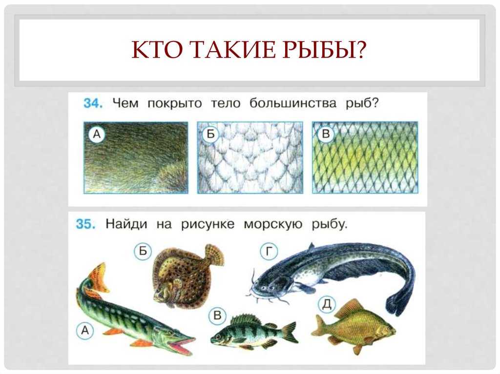 Гдз к учебнику по окружающему миру плешаков 1 класс за 1-2 часть
