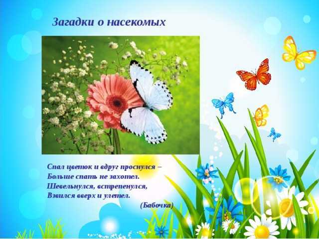 Загадки про насекомых