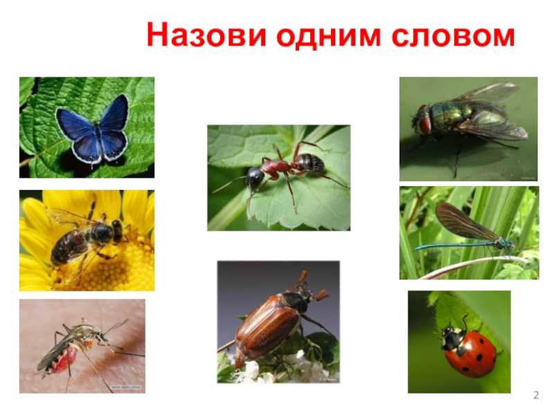 Окружающий мир 1 класс учебник 1 часть стр 31