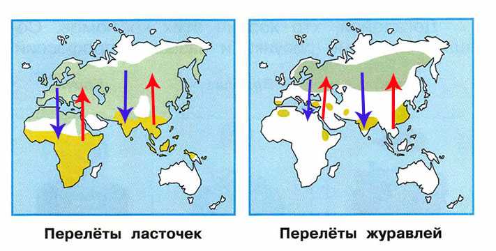Окружающий мир плешаков — рабочая тетрадь 1 класс страница 14. где зимуют птицы?: - гдз решебники | mygdz.info