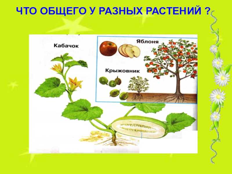 Конспект урока. окружающий мир, 1 класс. как живут растения