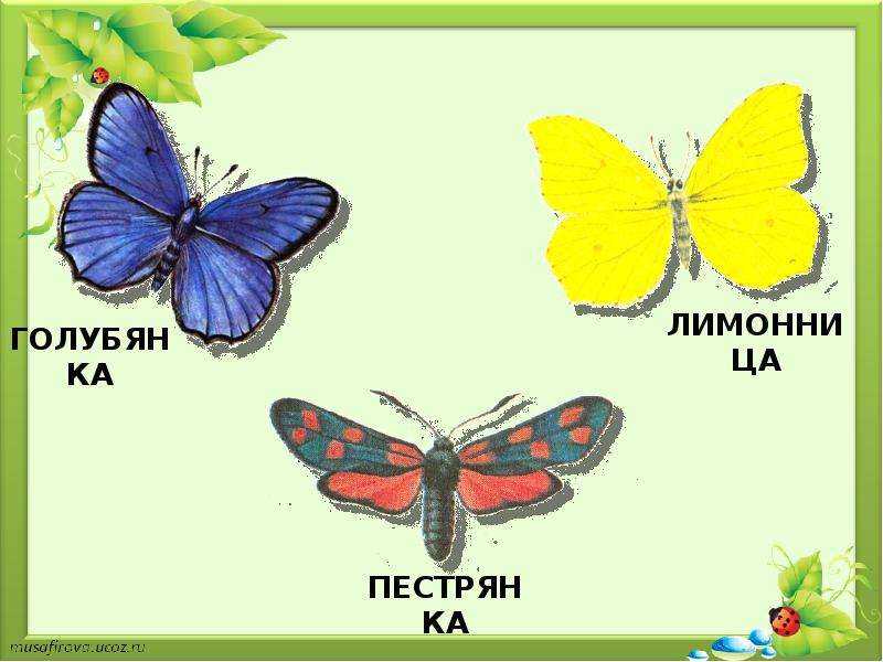 Гдз окружающему миру рабочая тетрадь 1