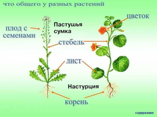 Страница 70-71 гдз по окружающему миру 1 класс плешаков, учебник 1 часть 2023