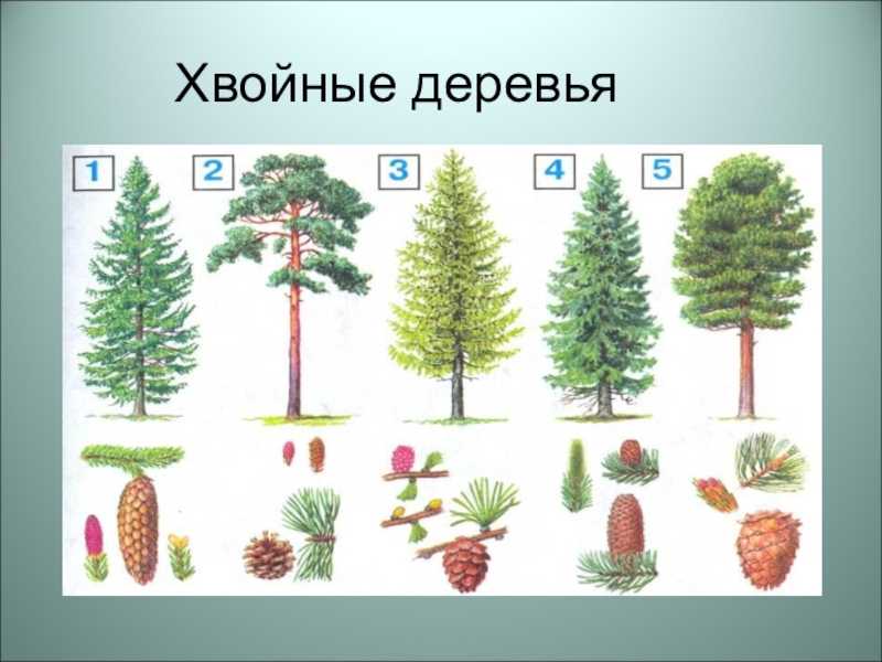 Что такое хвоинки? стр. 30 - 31. окружающий мир 1 класс 1 часть