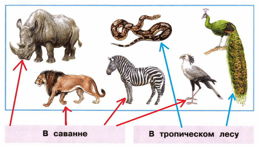 Где слоны живут