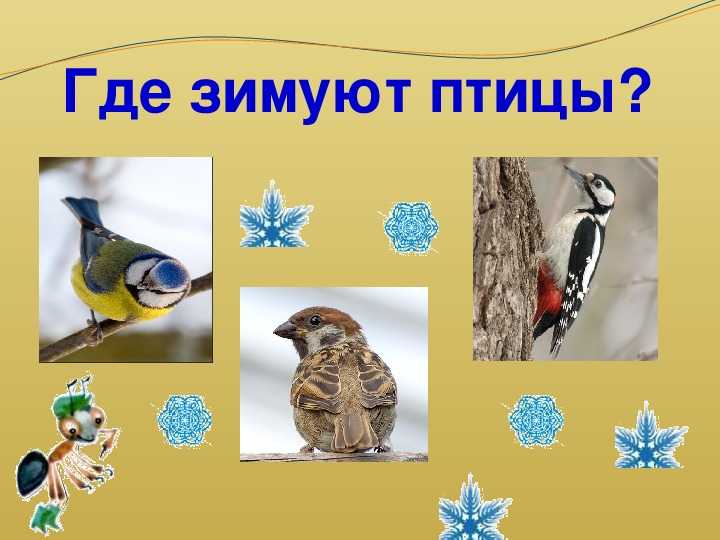 Конспект урока по окружающему миру "где зимуют птицы?" 1 класс а.а плешаков