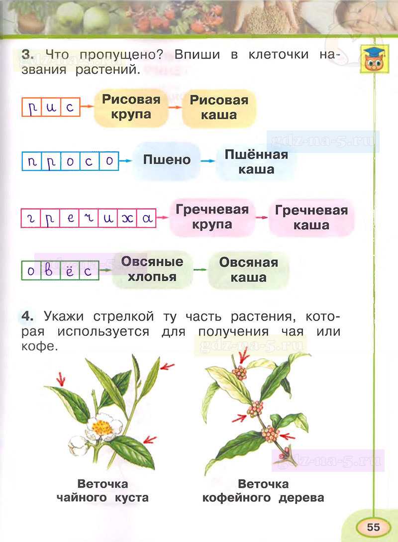 Гдз: окружающий мир 1 класс плешаков, новицкая - рабочая тетрадь